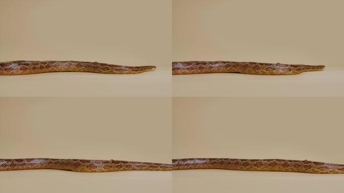 老虎蟒蛇molurus bivittatus morph albine缅甸语在工作室的米色背景下。皮