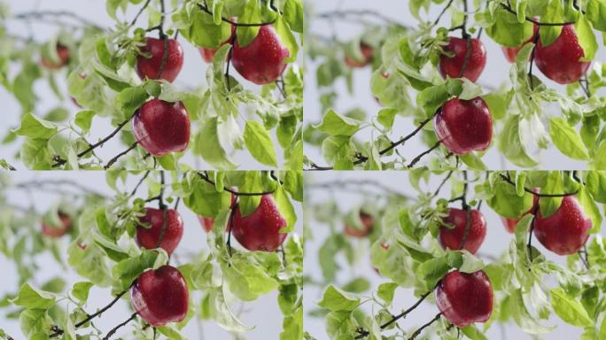 苹果树美丽成熟的红苹果果实树上美丽的苹果树枝
苹果树和红苹果在阳光下关闭。红苹果长在树枝上。收获的时