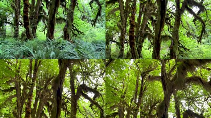 Hoh雨林中郁郁葱葱的绿树，蕨类植物和苔藓