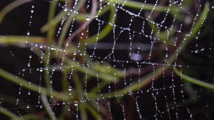 在泰国北部雨林中等待猎物的蜘蛛。