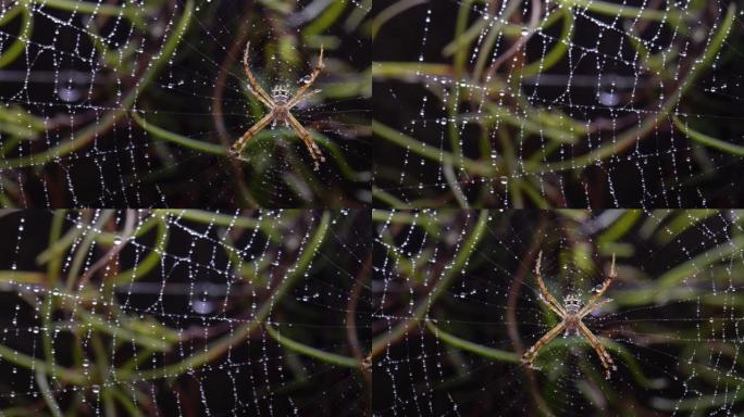 在泰国北部雨林中等待猎物的蜘蛛。