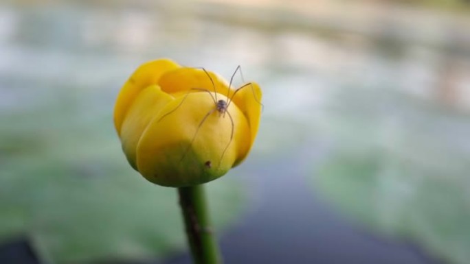 水中黄色睡莲上的蜘蛛。上有一朵美丽的黄花