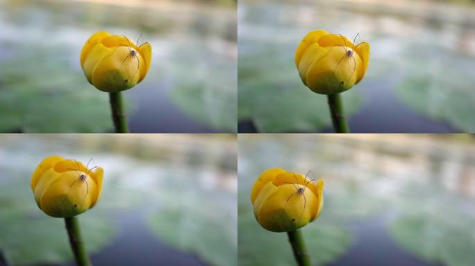 水中黄色睡莲上的蜘蛛。上有一朵美丽的黄花