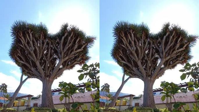 龙树龙树是特内里费岛的自然象征