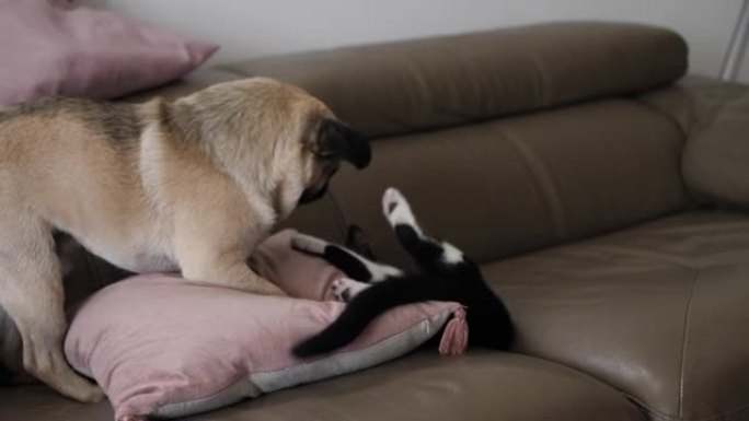 猫对狗的战斗