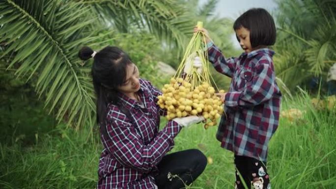 母女采摘椰枣果。妈妈在野外女孩女生