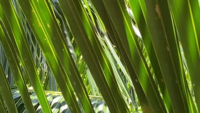夏威夷的椰树树叶摇曳