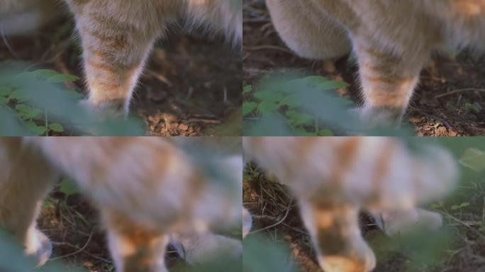 详细。姜猫在草地上的草坪上厕所，将爪子埋在地上。特写。宠物的农村生活。