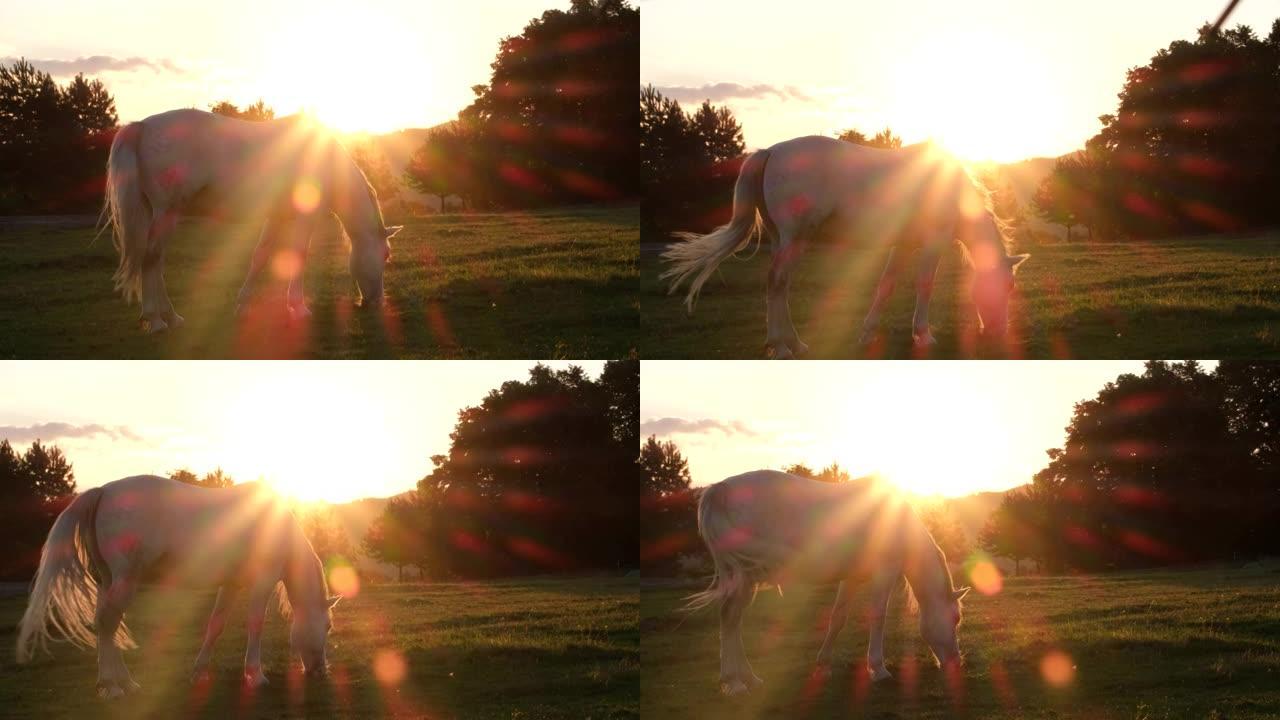 日落时美丽的白马。夏日阳光下的其余动物。