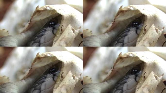婴儿方格龙骨蛇孵化