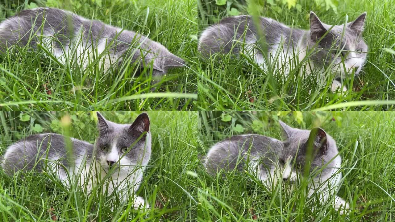 4k猫躺在草丛中，嗅着什么东西，四处张望。