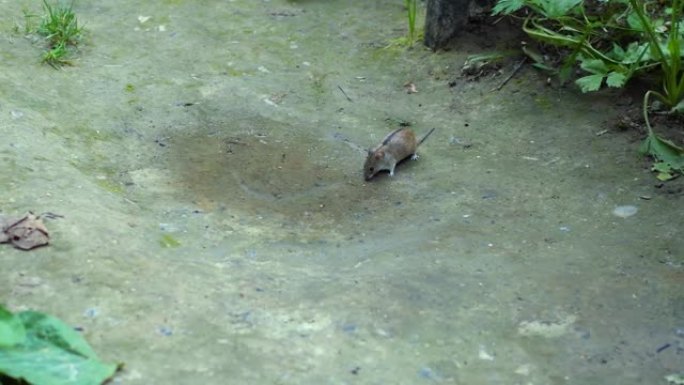 一只条纹的田鼠坐在水坑的边缘，从中喝水