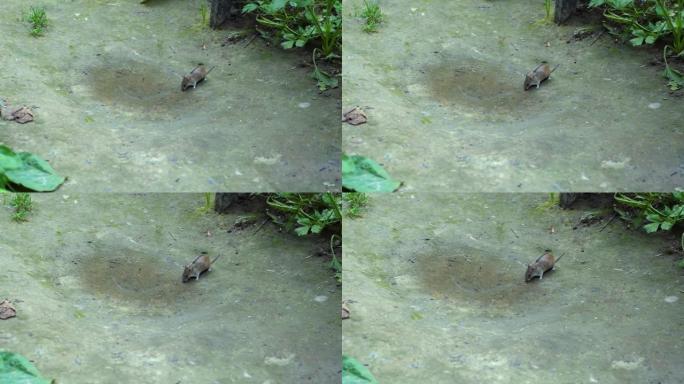一只条纹的田鼠坐在水坑的边缘，从中喝水