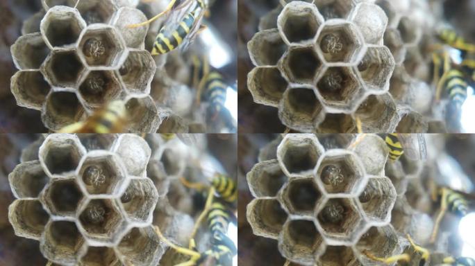确保有成熟幼虫的巢的正常功能的黄蜂，将其关闭