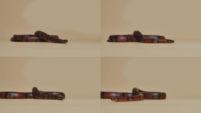 Sinaloan牛奶蛇，在米色背景下的工作室中的lamprobeltis triangulum si