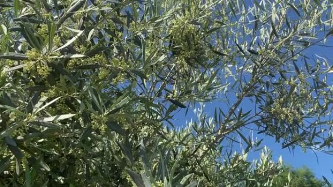 蓝天下盛开的橄榄树