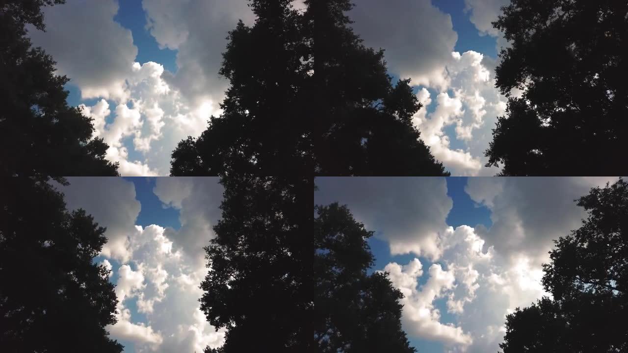 仰望树木。下面的视图，直到蓝天白云，穿过绿色树顶的移动轮廓。路，云