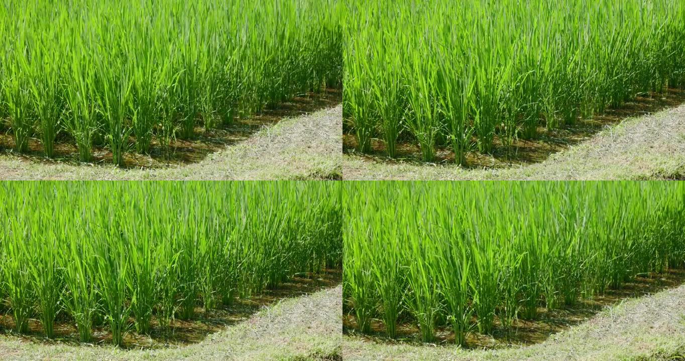 新鲜的绿色大米在风中摇曳