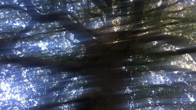 土耳其橡树 (栎树)-斑驳阳光下的树冠