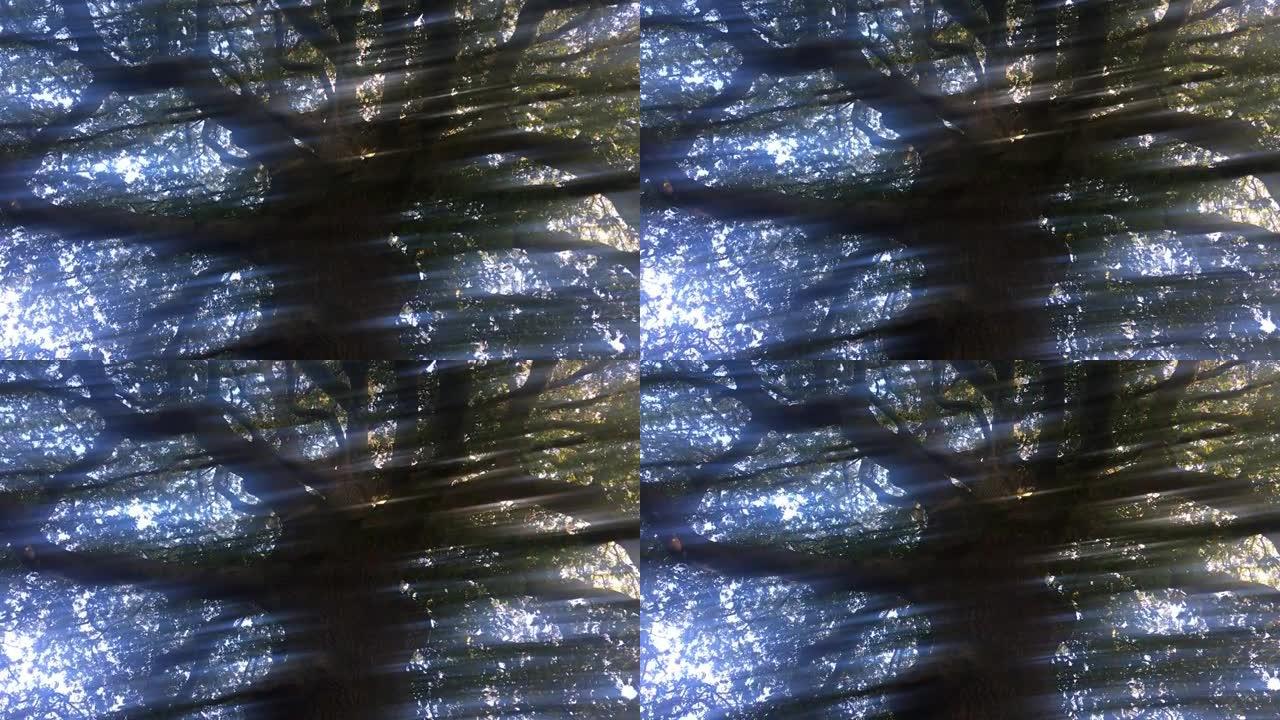 土耳其橡树 (栎树)-斑驳阳光下的树冠