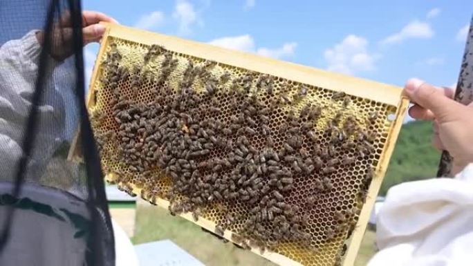 可持续有机养蜂 -- 女人和蜜蜂