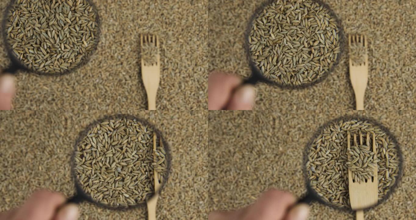 用放大镜放大，用木叉叉黑麦粒。对作物品质的研究。
