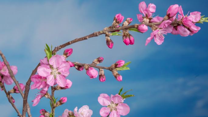 花开延时 开花延时 海棠延时 桃花延时