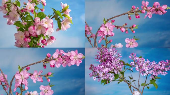 花开延时 开花延时 海棠延时 桃花延时