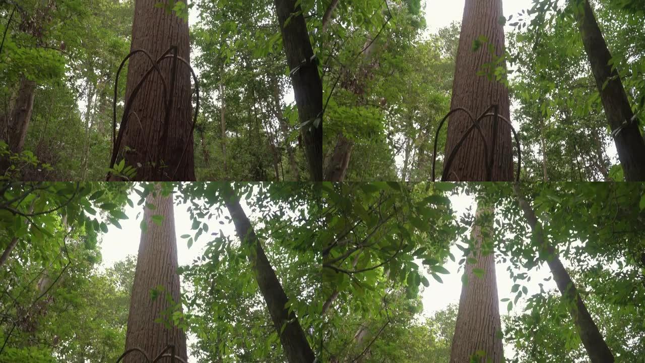 在森林里仰望巨树。在丛林中倾斜大树干。马来西亚Gunung Lambak热带雨林中的一棵大树的仰视图