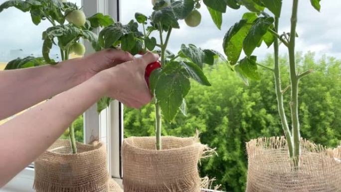 雌性手收获番茄，在窗台上生长的植物。公寓中的家庭花园