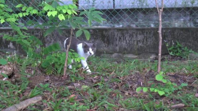花园里好奇的猫，探索和呼喊着喵喵。