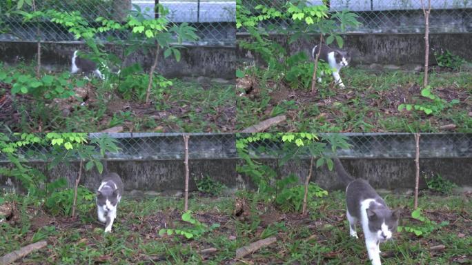 花园里好奇的猫，探索和呼喊着喵喵。