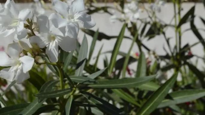 夏季有白色花朵的夹竹桃植物