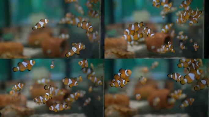 小丑鱼苗圃学校热带鱼多彩海洋可爱动物