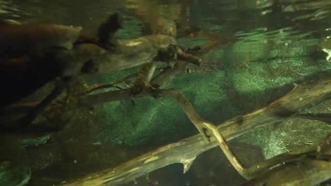 在澳大利亚河中游泳的鸭嘴兽的水下拍摄