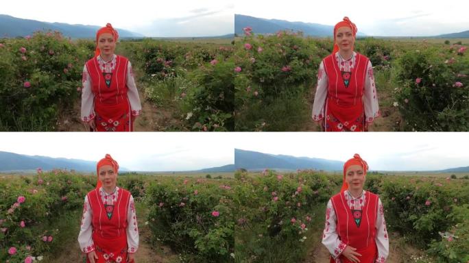 4k电影中年人微笑的女人与保加利亚传统民俗服装在锦缎油玫瑰花盛开的灌木丛中行走。
