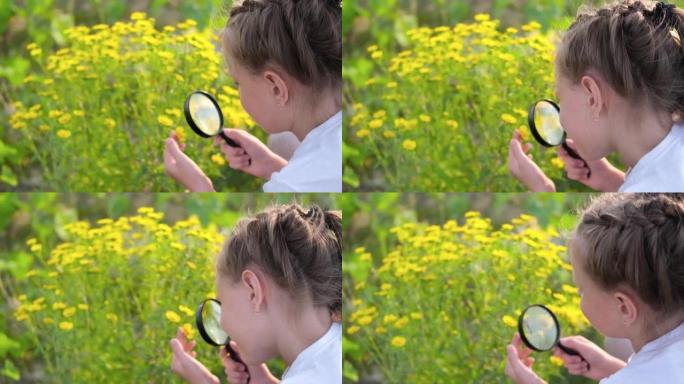 一个小女孩用放大镜看花。一个孩子用放大镜观察植物。