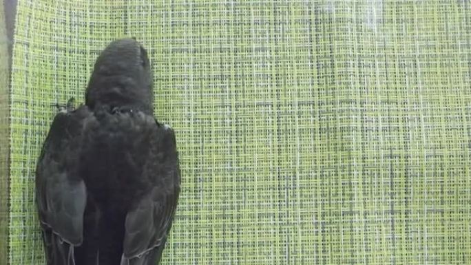 一只迅捷的黑色小鸡在家里饲养，摇了摇头，在绿色背景上直立着黑色的小眼睛看着相机
