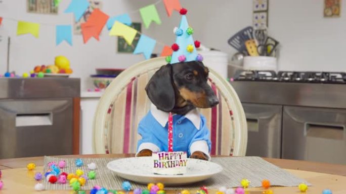 可爱的腊肠犬小狗，戴着节日的帽子，桌上穿着蓝色t恤，还有一个美味的蛋糕，上面放着蜡烛，上面写着生日快