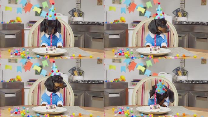 可爱的腊肠犬小狗，戴着节日的帽子，桌上穿着蓝色t恤，还有一个美味的蛋糕，上面放着蜡烛，上面写着生日快