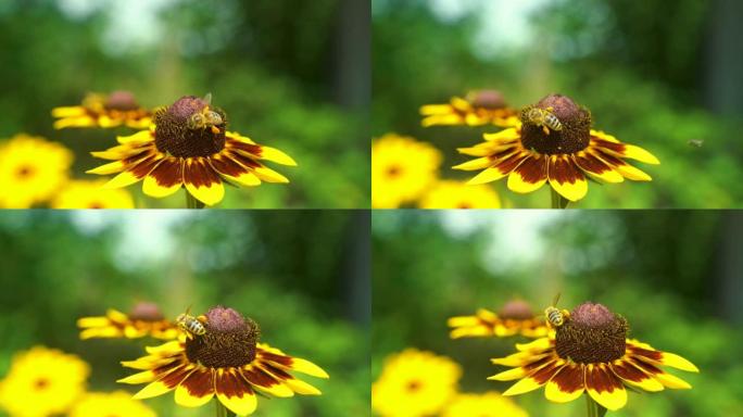 在阳光明媚的夏日里，小努力工作的蜜蜂在花园里采集黄色红花花粉的宏观照片。