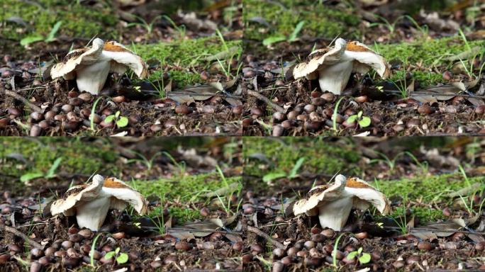 新生红菇或真菌的特写