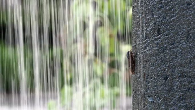瀑布后面的柱子上的蝉