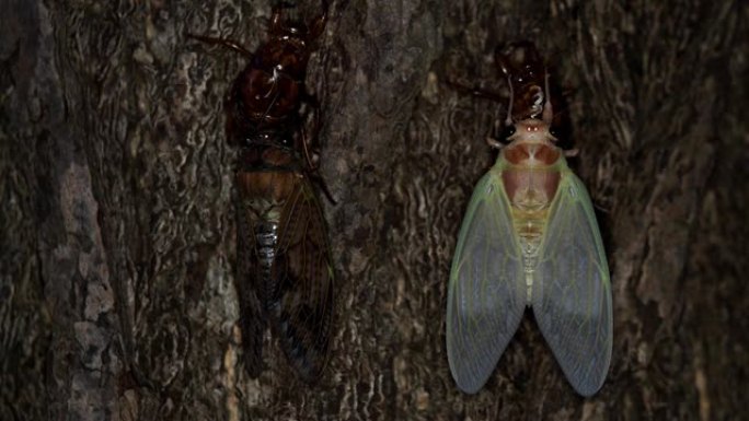 早上两只棕色蝉的特写