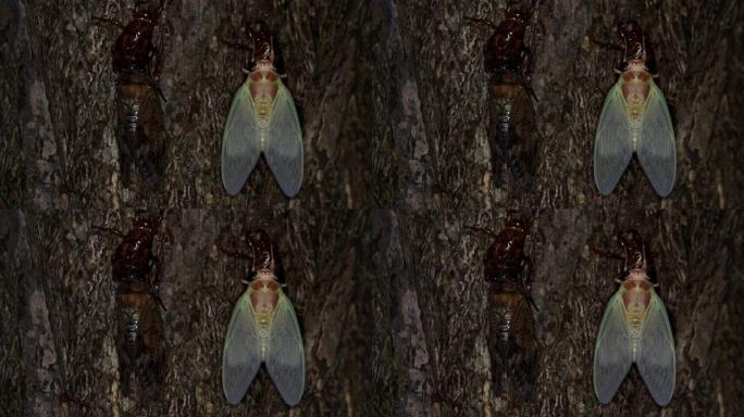 早上两只棕色蝉的特写