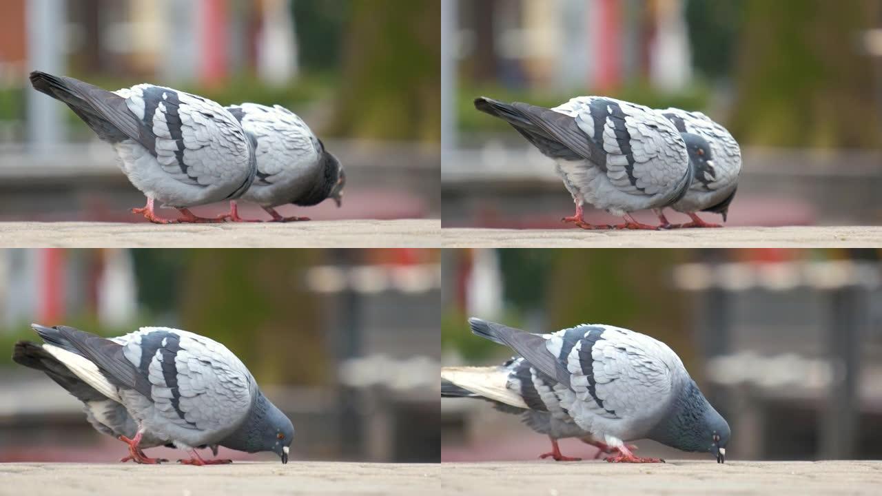 灰色鸽子鸟在城市街道上行走寻找食物的特写镜头。