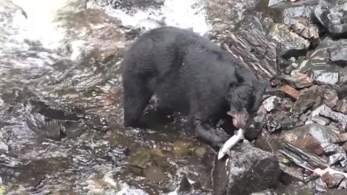 野生自然。熊寻找鲑鱼。