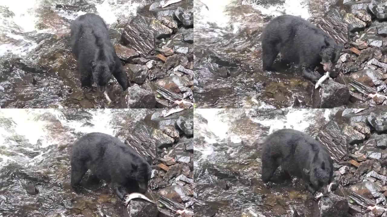 野生自然。熊寻找鲑鱼。