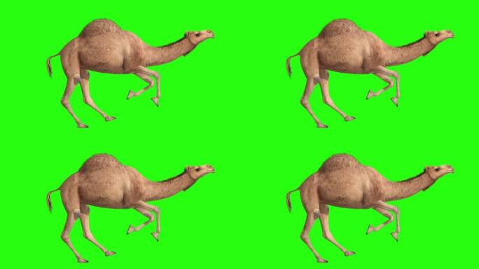 骆驼运行循环可循环隔离在绿屏背景4K，动物视频元素