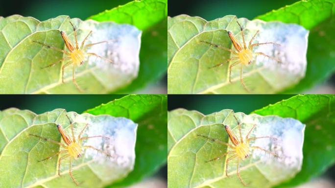跳跃蜘蛛的特写昆虫野生动物生物